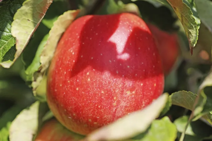 Framed Print : Ripe Apple Print on Tree Framed Print : Ripe Apple Print on Tree