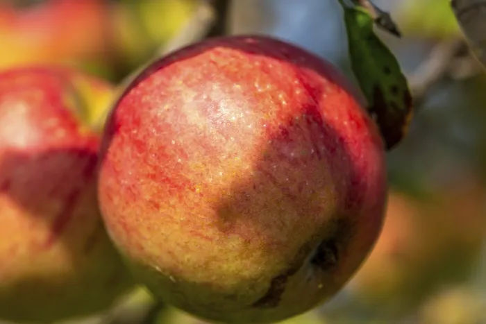 Framed Print : Ripe Apple on Tree Print Framed Print : Ripe Apple on Tree Print