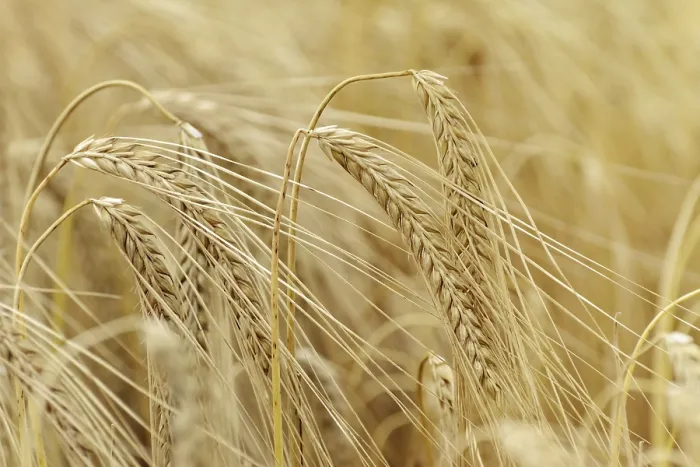 Framed Print : Ripe Ears of Rye in the Field Print Framed Print : Ripe Ears of Rye in the Field Print