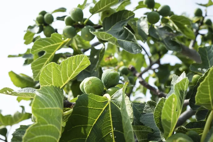 Framed Print : Ripe Figs on a Fig Tree Print Framed Print : Ripe Figs on a Fig Tree Print