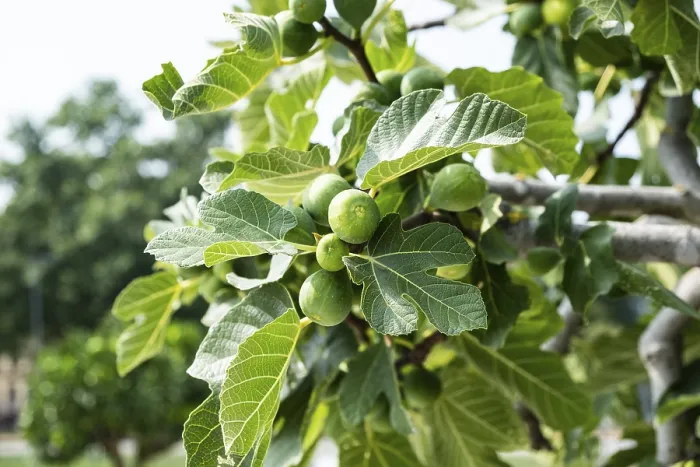 Framed Print : Ripe Figs on a Fig Tree Print Framed Print : Ripe Figs on a Fig Tree Print