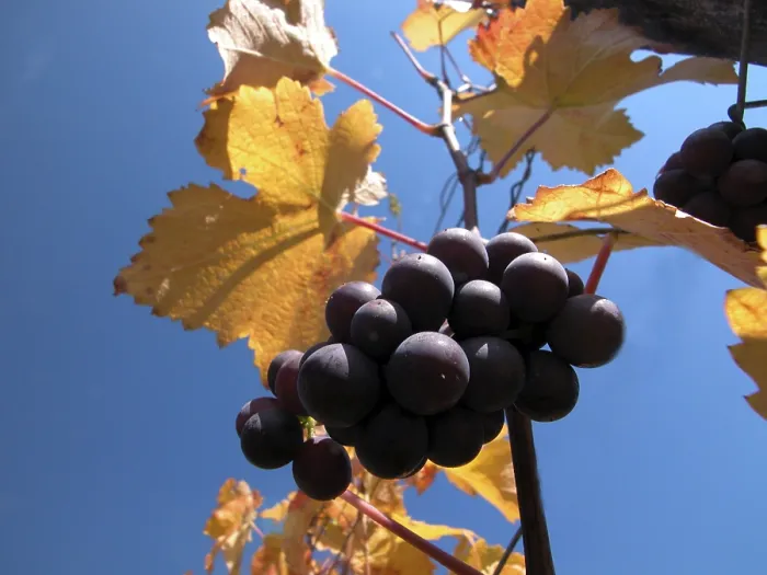 Framed Print : Ripe Grapes Print - Fresh Harvest Framed Print : Ripe Grapes Print - Fresh Harvest