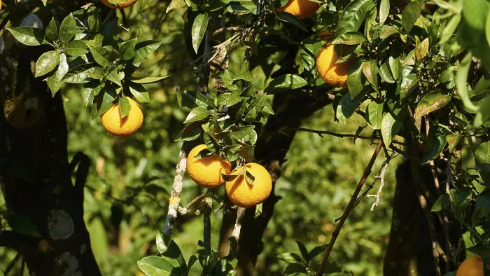 Framed Print : Ripe Oranges on Tree Print, Corfu Island Greece
