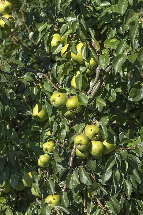 Framed Print : Ripe Pears (Pyrus) Print, Bavaria, Germany Framed Print : Ripe Pears (Pyrus) Print, Bavaria, Germany