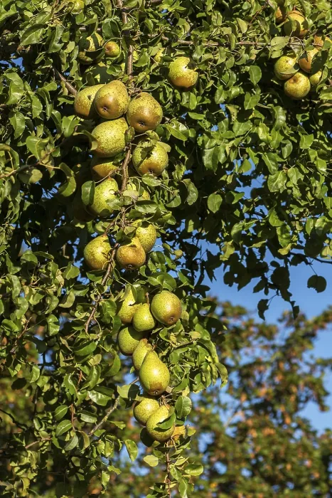 Framed Print : Ripe Pears Hanging from a Tree Print, Germany Framed Print : Ripe Pears Hanging from a Tree Print, Germany