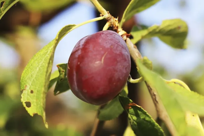 Framed Print : Ripe Plums on the Tree Print Framed Print : Ripe Plums on the Tree Print