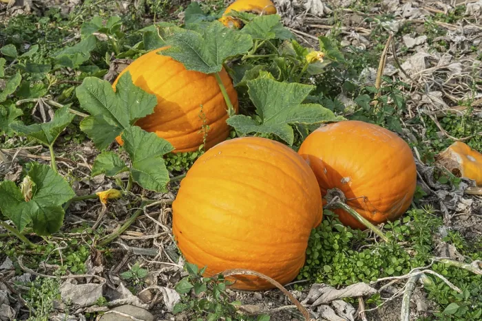Framed Print : Ripe Pumpkins Print, Löderup, Scania, Sweden Framed Print : Ripe Pumpkins Print, Löderup, Scania, Sweden