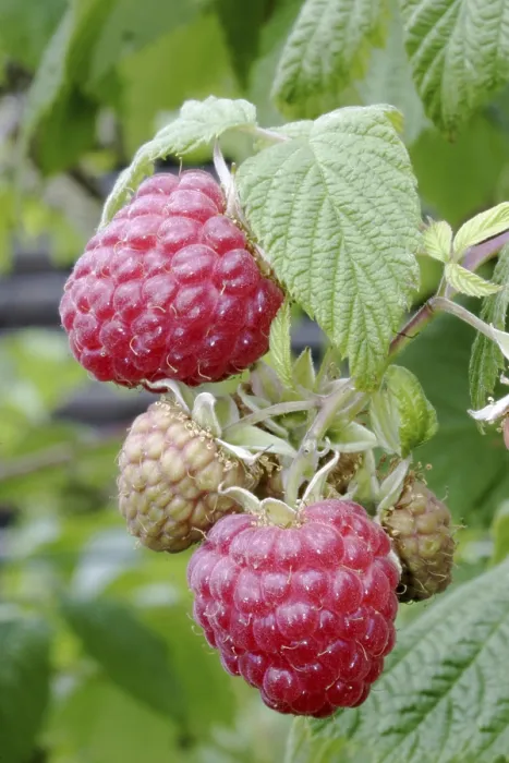 Framed Print : Ripe Raspberry Print on the Bush Framed Print : Ripe Raspberry Print on the Bush