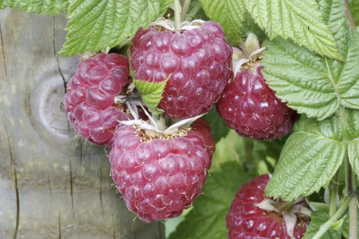 Framed Print : Ripe Raspberry on the Bush Print Framed Print : Ripe Raspberry on the Bush Print