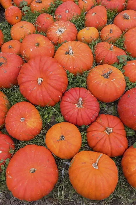 Framed Print : Ripe Red Pumpkins Print Framed Print : Ripe Red Pumpkins Print