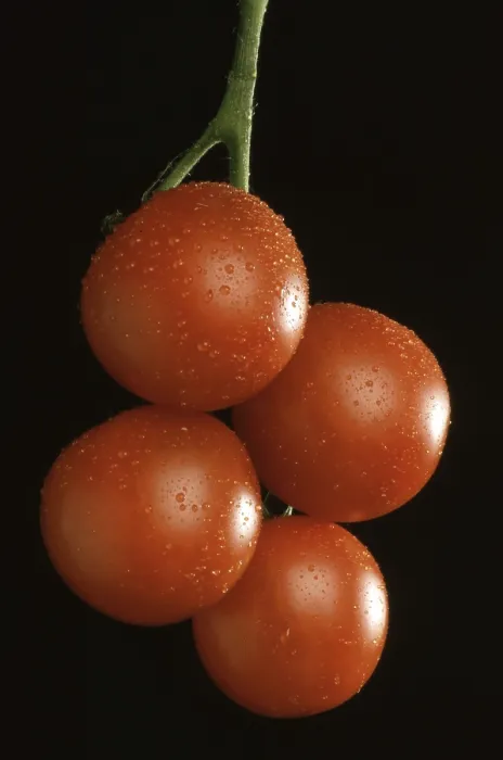 Framed Print : Ripe Tomatoes Print Framed Print : Ripe Tomatoes Print
