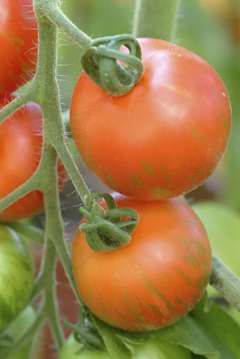 Framed Print : Ripe Tomatoes Print Framed Print : Ripe Tomatoes Print