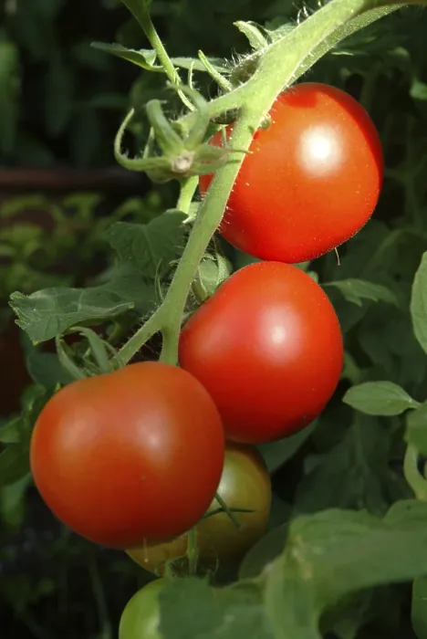 Framed Print : Ripe Tomatoes Print Framed Print : Ripe Tomatoes Print