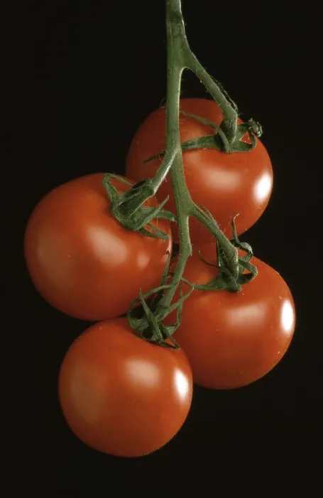 Framed Print : Ripe Tomatoes Print Framed Print : Ripe Tomatoes Print