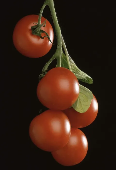 Framed Print : Ripe Tomatoes Print Framed Print : Ripe Tomatoes Print