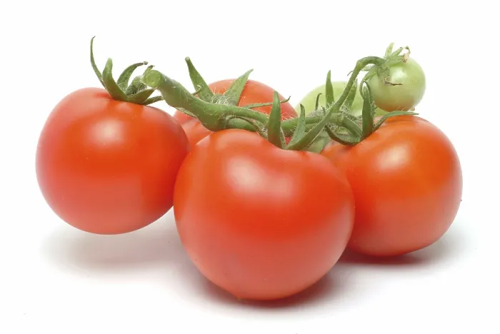 Framed Print : Ripe Tomatoes Print Framed Print : Ripe Tomatoes Print