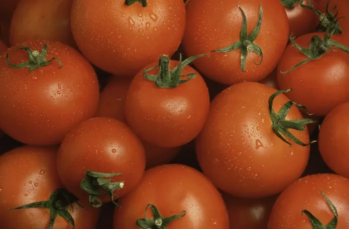 Framed Print : Ripe Tomatoes Print Framed Print : Ripe Tomatoes Print