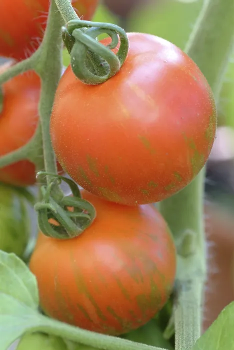 Framed Print : Ripe Tomatoes Print Framed Print : Ripe Tomatoes Print