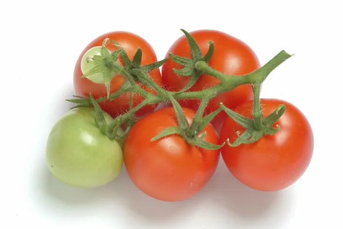 Framed Print : Ripe Tomatoes Print Framed Print : Ripe Tomatoes Print