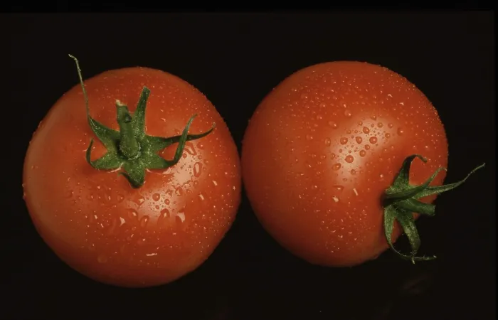 Framed Print : Ripe Tomatoes Print Framed Print : Ripe Tomatoes Print