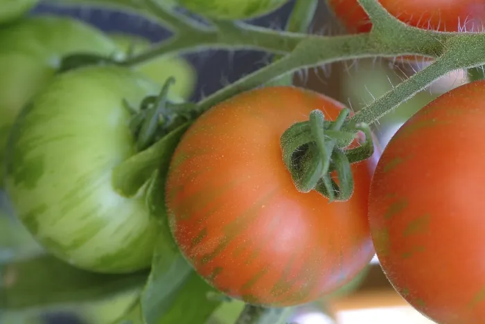 Framed Print : Ripe Tomatoes Print Framed Print : Ripe Tomatoes Print