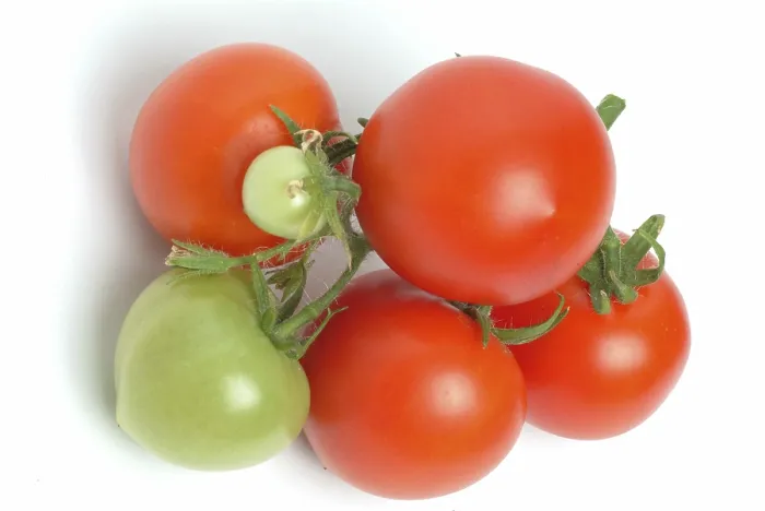 Framed Print : Ripe Tomatoes Print Framed Print : Ripe Tomatoes Print