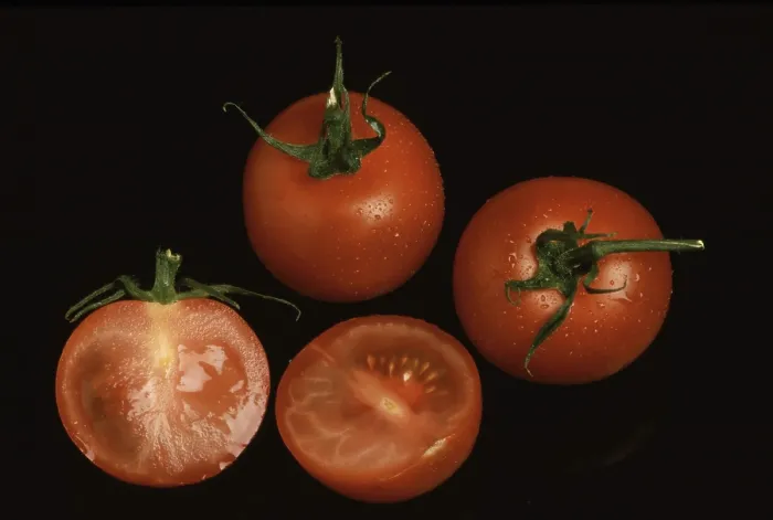 Framed Print : Ripe Tomatoes Print Framed Print : Ripe Tomatoes Print