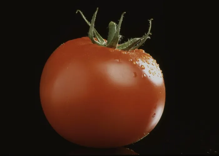 Framed Print : Ripe Tomatoes Print Framed Print : Ripe Tomatoes Print