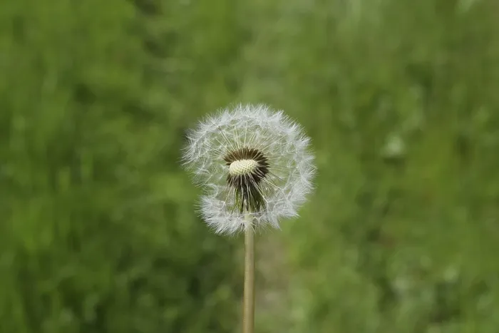 Framed Print : Ripened Dandelion Print: Seeds in Grass Framed Print : Ripened Dandelion Print: Seeds in Grass