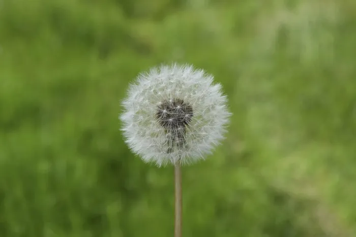 Framed Print : Ripened Dandelion in the grass Print Framed Print : Ripened Dandelion in the grass Print