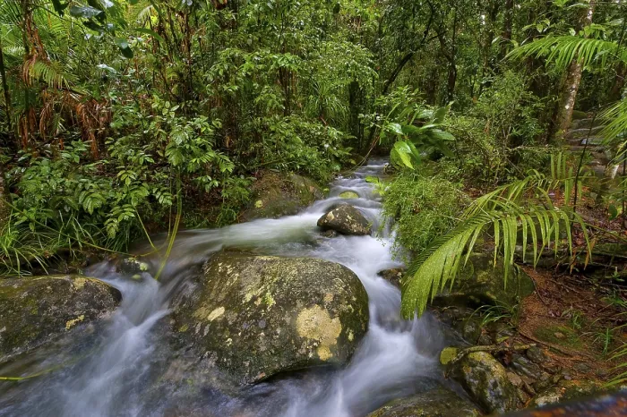 Framed Print : Daintree National Park River Course Print