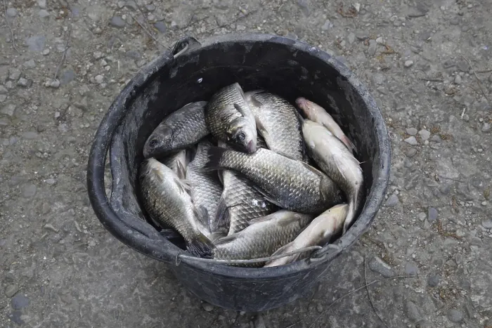 Framed Print : River Fish in a Plastic Bucket Print Framed Print : River Fish in a Plastic Bucket Print