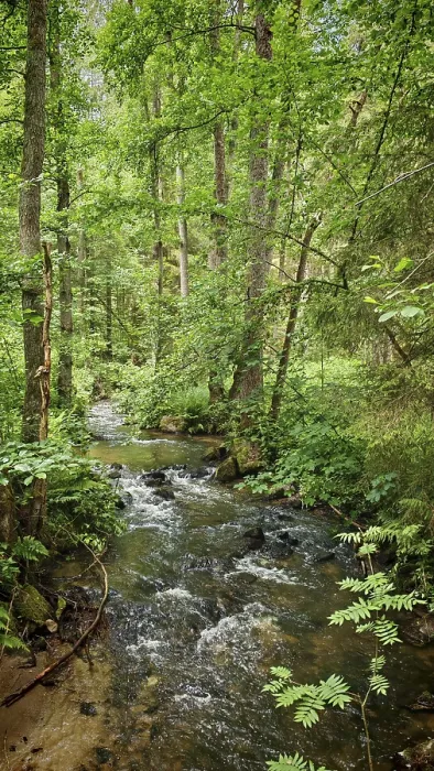 Framed Print : A River Flows through Kosertal Nature Trail Print Framed Print : A River Flows through Kosertal Nature Trail Print
