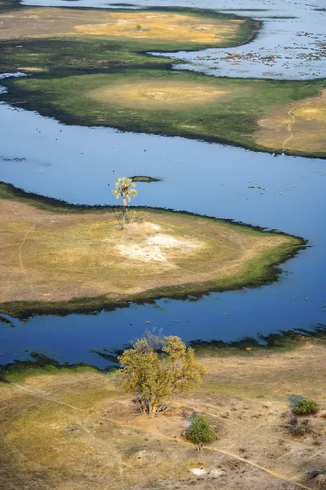 Framed Print : Okavango Delta Print: Palm Tree River Landscape Framed Print : Okavango Delta Print: Palm Tree River Landscape