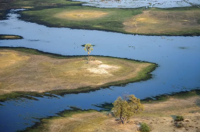 Framed Print : Okavango Delta Print: Palm Tree River Landscape Framed Print : Okavango Delta Print: Palm Tree River Landscape