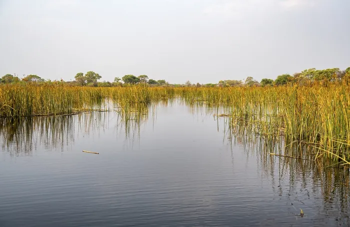 Framed Print : Thamalakane River Print, Okavango Delta, Botswana Framed Print : Thamalakane River Print, Okavango Delta, Botswana