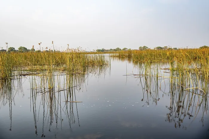 Framed Print : Thamalakane River Reflection Print, Okavango Delta, Botswana Framed Print : Thamalakane River Reflection Print, Okavango Delta, Botswana