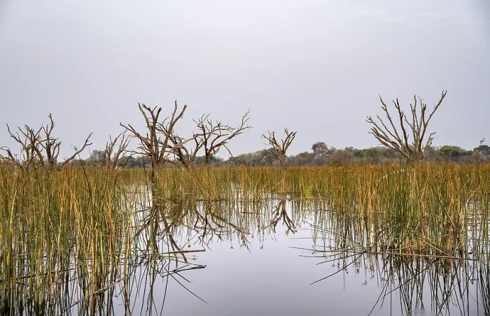 Framed Print : Thamalakane River Print, Okavango Delta, Botswana Framed Print : Thamalakane River Print, Okavango Delta, Botswana