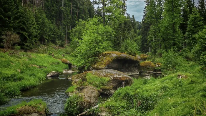 Framed Print : Waldnaab River Print: Forest Landscape in Upper Palatinate Framed Print : Waldnaab River Print: Forest Landscape in Upper Palatinate