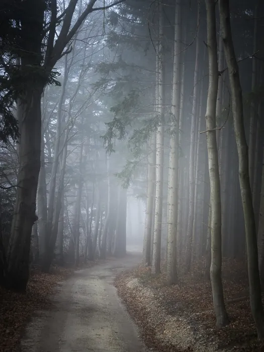 Framed Print : Road in Dark Forest Print Framed Print : Road in Dark Forest Print