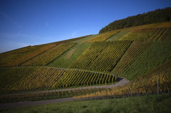 Framed Print : Autumn Vineyard Print, Strumpfelbach, Germany