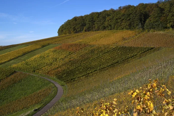 Framed Print : Autumn Vineyard Road Print, Germany Framed Print : Autumn Vineyard Road Print, Germany