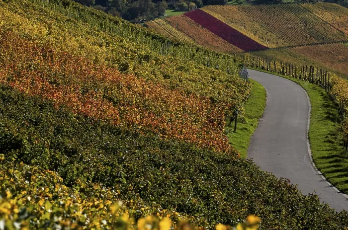 Framed Print : Road Through Vineyard Print, Kappelberg, Germany Framed Print : Road Through Vineyard Print, Kappelberg, Germany