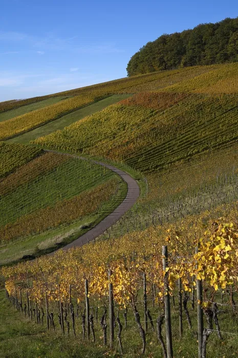 Framed Print : Autumn Vineyard Road Print, Germany Framed Print : Autumn Vineyard Road Print, Germany