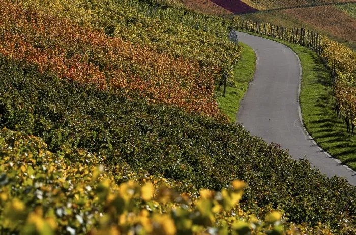 Framed Print : Autumn Vineyard Path Print, Baden-Wurttemberg, Germany