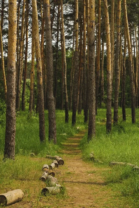 Framed Print : Road into Pine Forest Print with Tall Trees Framed Print : Road into Pine Forest Print with Tall Trees