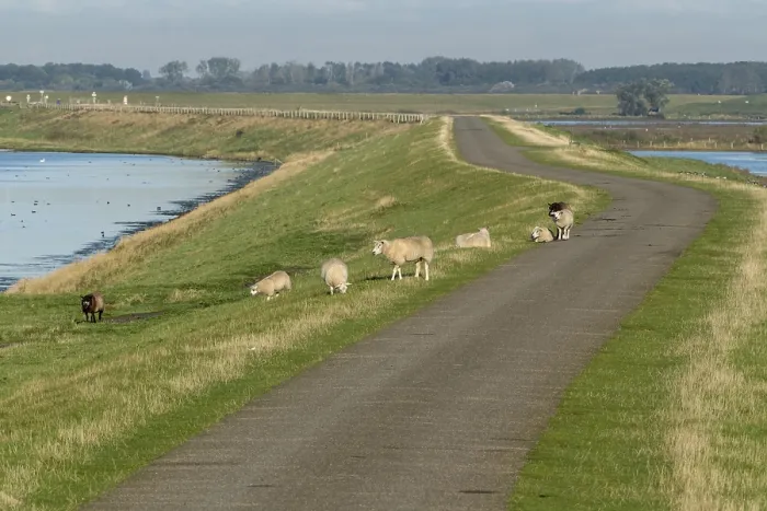 Framed Print : Road with sheep on the dike Print Framed Print : Road with sheep on the dike Print