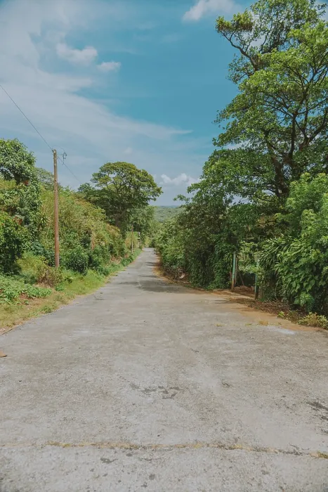 Framed Print : An Empty Road Print: Serene Vegetation Landscape Framed Print : An Empty Road Print: Serene Vegetation Landscape