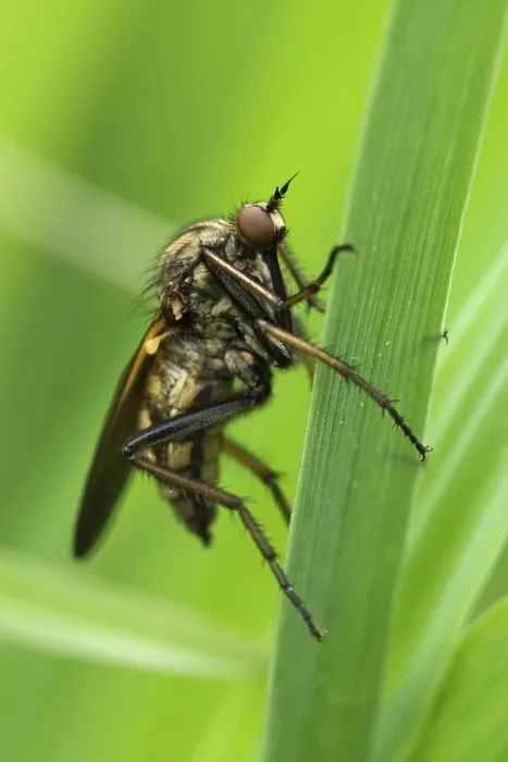 Framed Print : Robberfly (Machimus sp.) Print