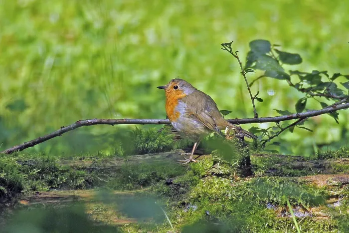 Framed Print : Arnsberg Robin Print, Erithacus rubecula, Germany Framed Print : Arnsberg Robin Print, Erithacus rubecula, Germany